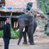 Floyd Sweeting III - Elephant Riding in Thailand